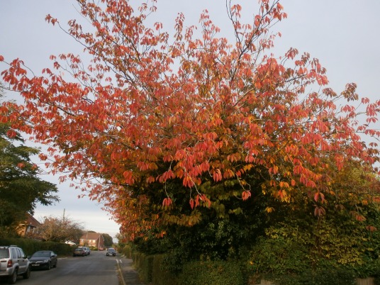Autumn in England